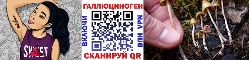 Купить закладки  Полярный  Псилоцибиновые грибы Psilocybe 